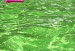 apa verde in piscina